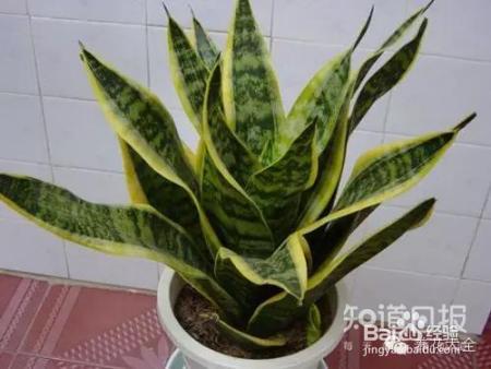 雾霾天,这20种花摆在家里最吸霾!