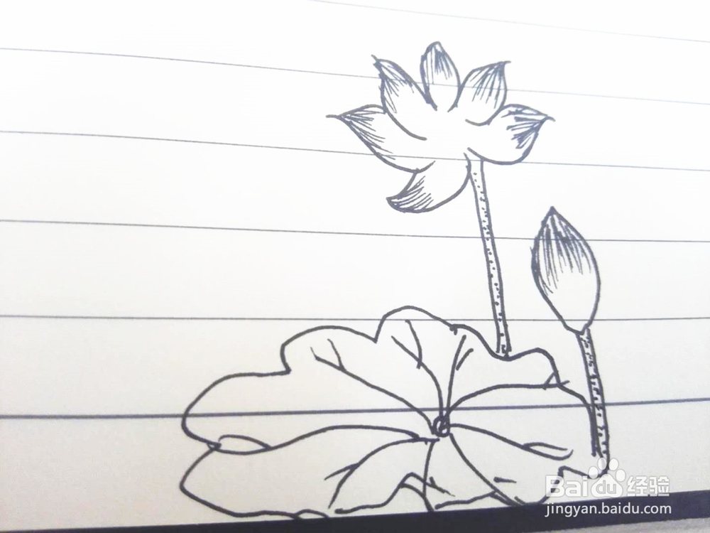 简笔画之荷花经验分享