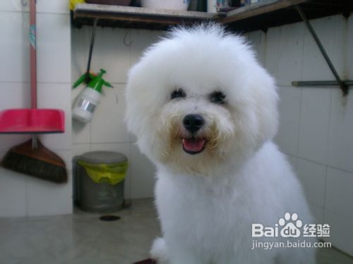 训练比熊犬在任意时间散步的方法