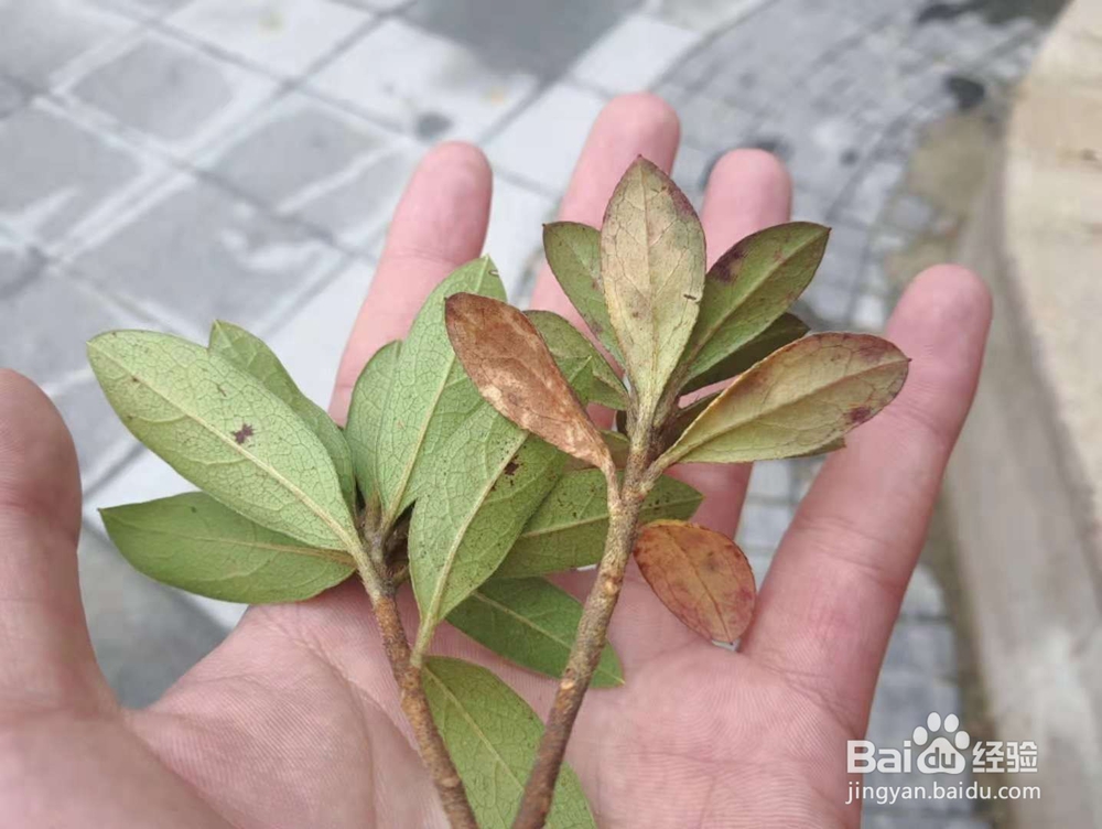 绿化中春鹃(毛鹃)和夏鹃有什么不同怎么区分