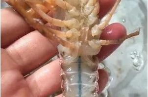 怎么巧做小龙虾？