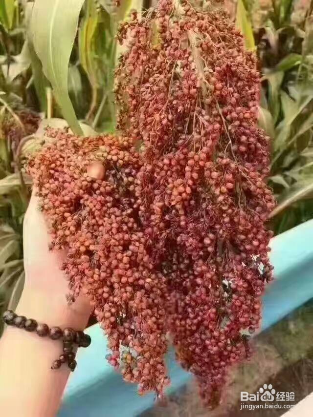 为什么酱香型白酒能养身