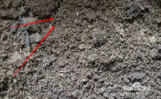 月季花土的配制方法