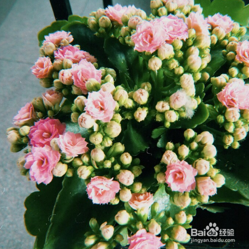 长寿花的寓意是什么