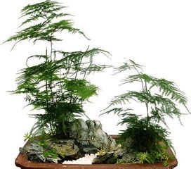 文竹长新芽如何掐尖