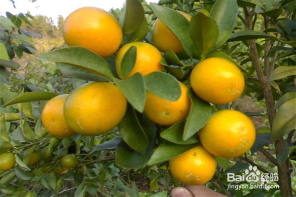 金桔盆栽培植方法步骤？