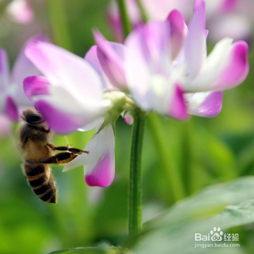 解决紫云英黄叶的妙招有哪些？