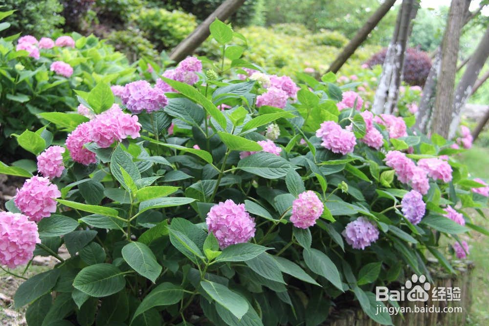 上海旅游攻略之周浦花海