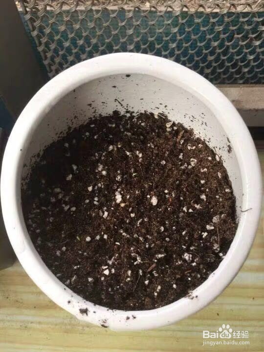 你知道适合春天播种的花有哪些吗