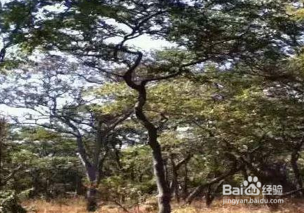 小叶紫檀树苗价格