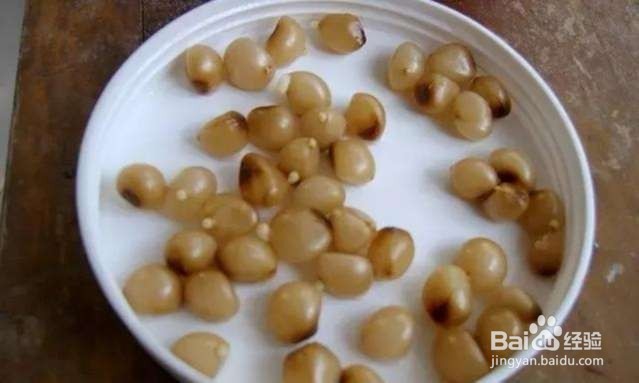 年后君子兰结果子,1个小技巧变成君子兰大户!