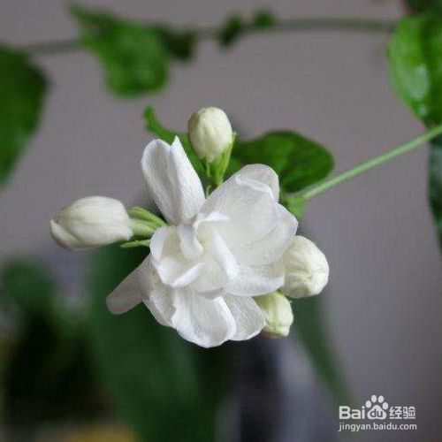 养的茉莉叶子发黄怎么办