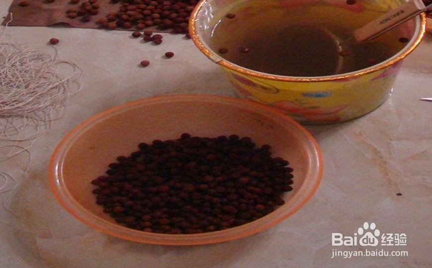 金刚菩提子如何养护