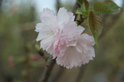 【最美的风景】北京春天赏花全线搜罗