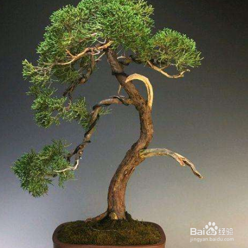 真柏盆景的培育方法和注意事项