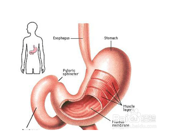 怎么使自己长不胖