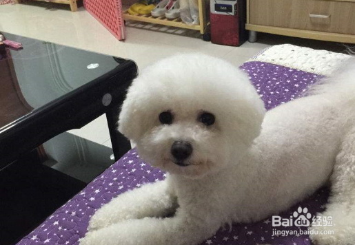 比熊和泰迪的区别