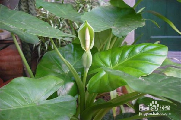 滴水观音的养殖方法和注意事项有哪些？