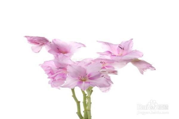 剑兰的养殖方法和注意事项有什么？