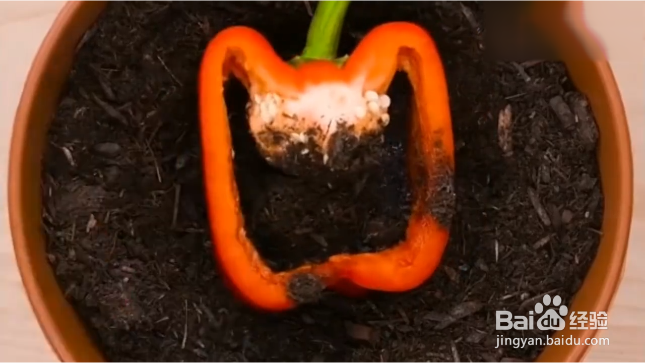 如何在家种植辣椒？