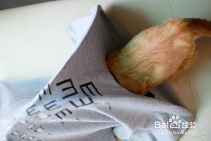 怎样用旧衣架和旧T恤给猫做一个帐篷