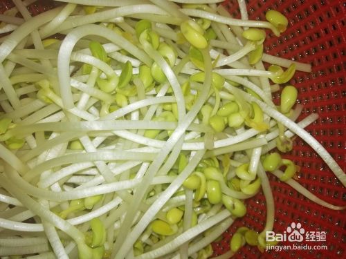 豆芽的处理方法 百度经验