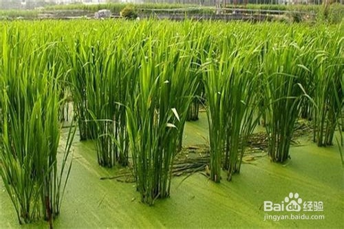 茭白怎么养？