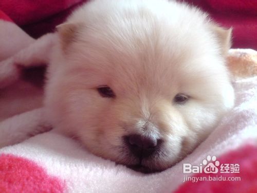 如何训练松狮狗狗学会欢迎客人的小妙招