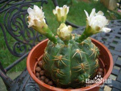 种植绯花玉仙人球的注意事项有哪些?