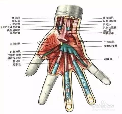 手指屈肌腱分区图片图片