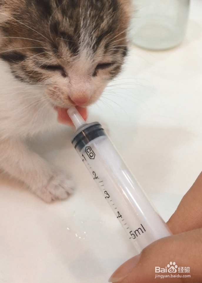 如何喂养小奶猫