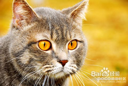 训练猫猫爱上你怀抱的方法
