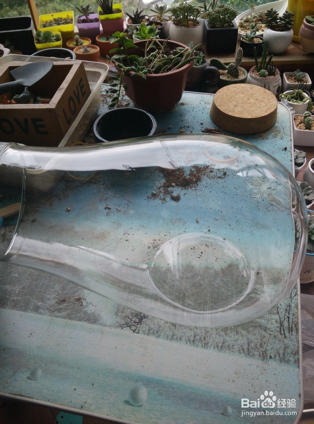 苔藓植物微景观制作步骤