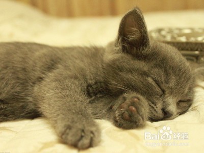 揭秘为何不能碰猫咪的肉垫！