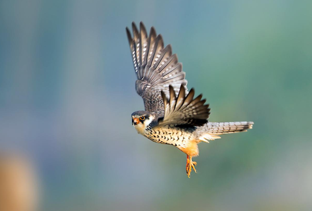 隹加偏旁是什么鸟类