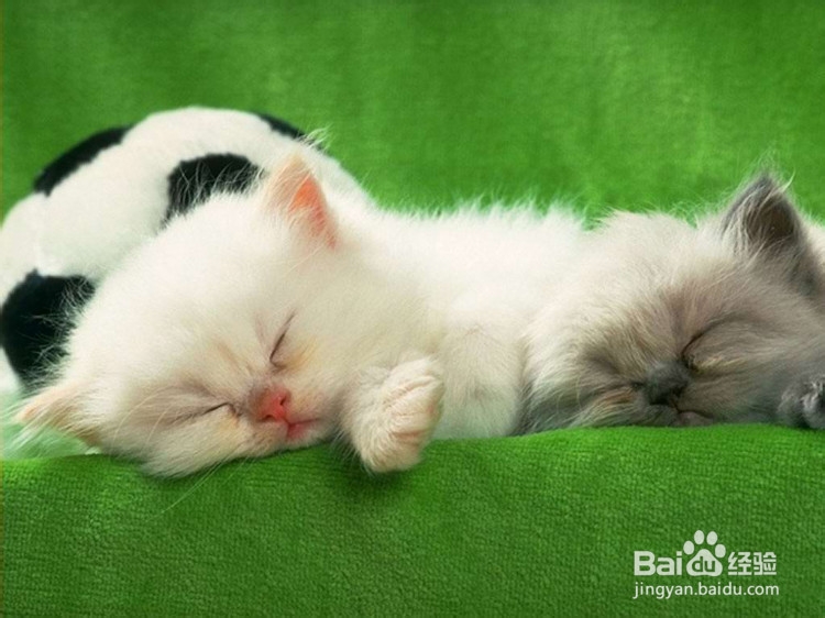 幼猫需要什么营养，对猫粮有什么特殊的营养需求