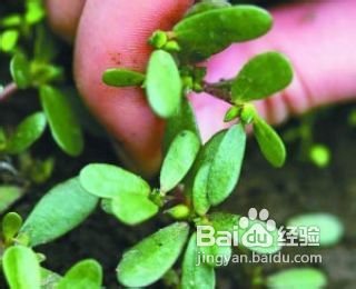 怀孕忌吃的食物