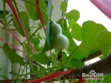 把玩小葫芦怎么种植