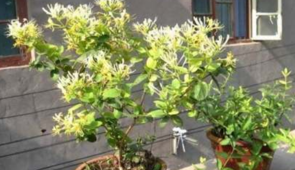 金银花的如何种植