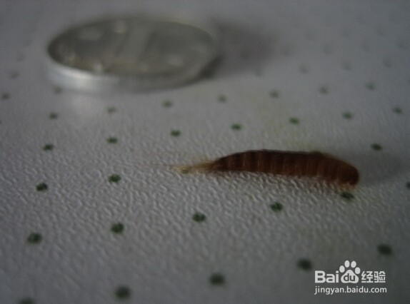 橘皮的妙用有哪些