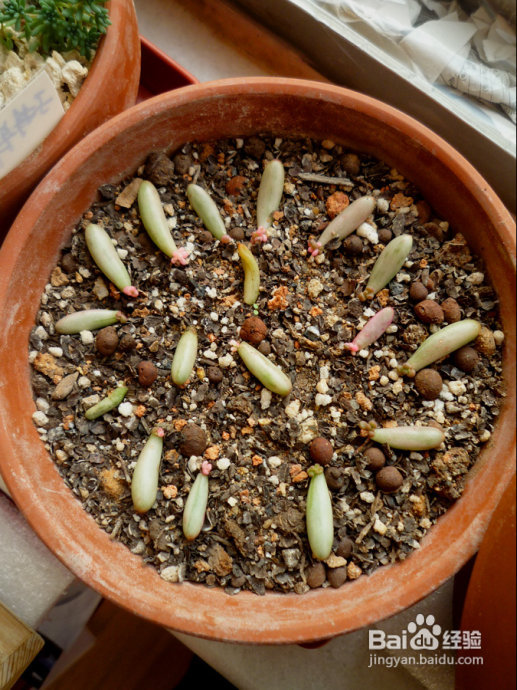 冬天来了，阳台变大棚。