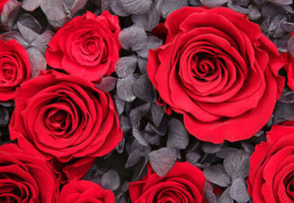 订婚送什么花合适