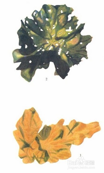 中药减肥：[11]五种中药让女人有效减肥