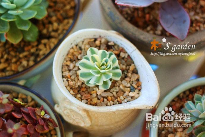 植物摄影小窍门+皮神山大王记