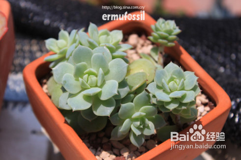 【多肉植物知识】多肉植物中的“缀化-锦-群生”
