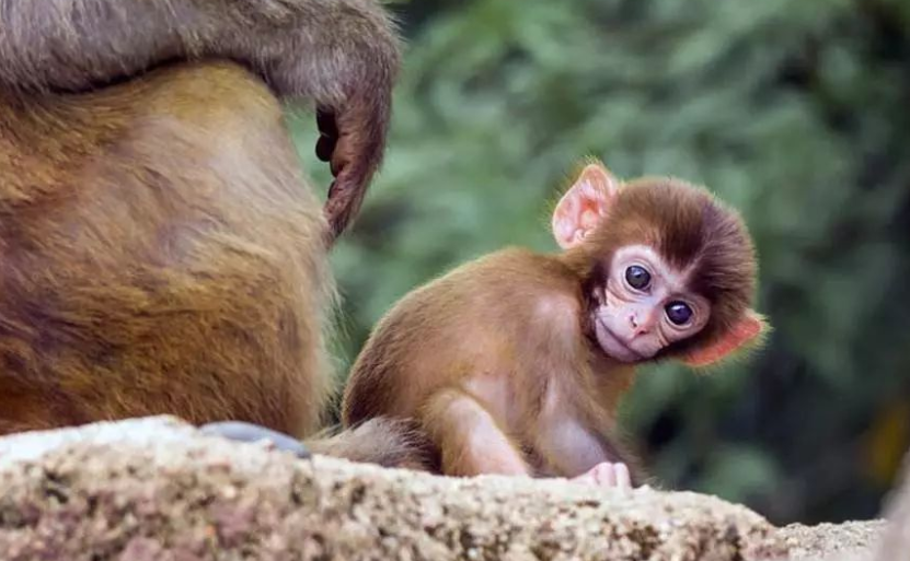 私人可以养猴子吗