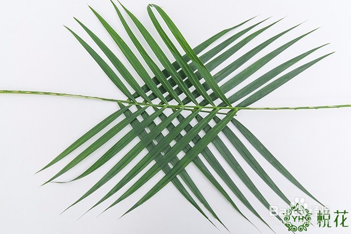 插花入门，散尾葵的5种创意修剪方式