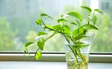 绿萝怎么养怎么栽培