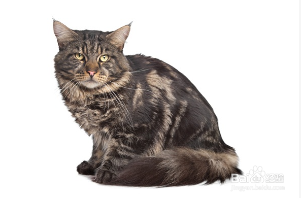 缅因猫拉肚子的原因及处理办法