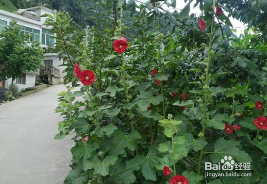 蜀葵的功效有哪些怎样种植